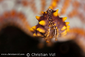 Detail of a starfish found in Ixtapa, Mexico. by Christian Vizl 